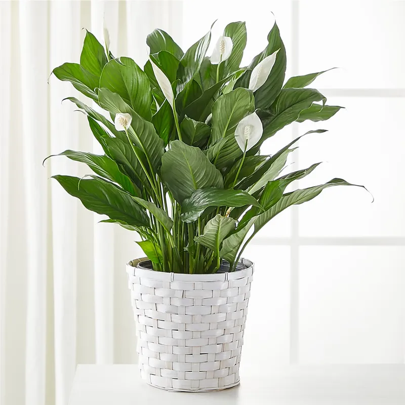 Portfolio image for Classic Floral