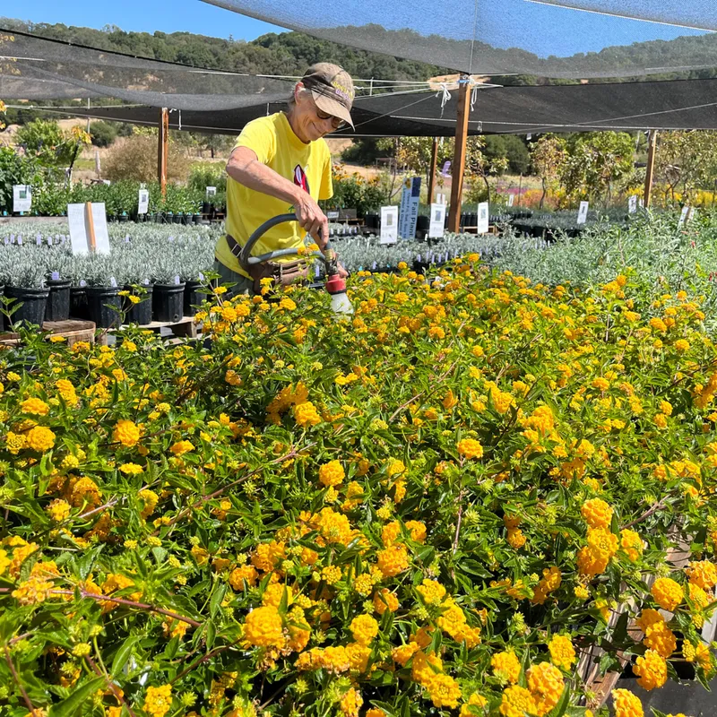 Gallery image for Bees N Blooms