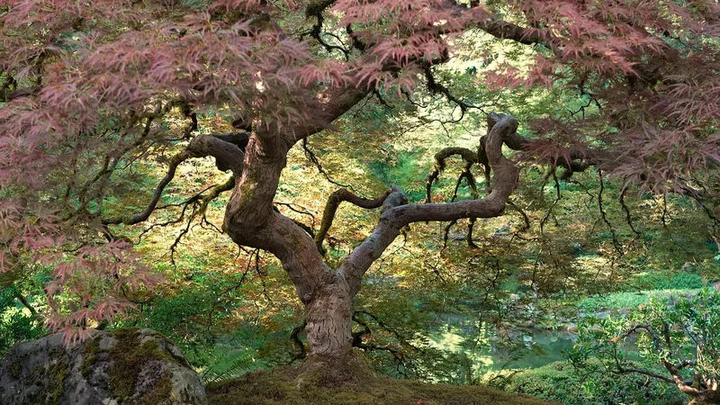 Gallery image for Portland Japanese Garden