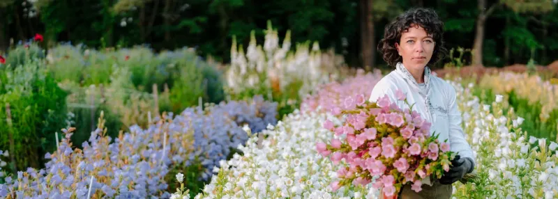 Portfolio image for Poppy Flowers