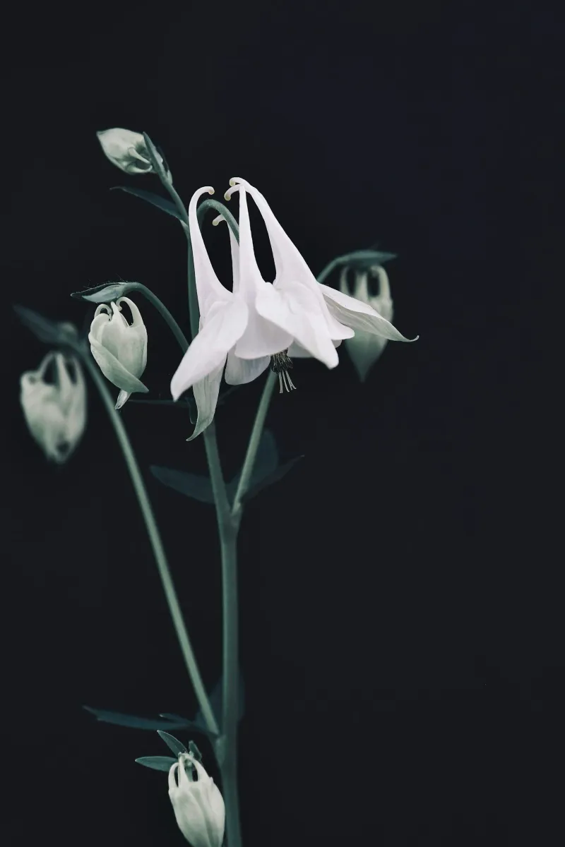 Portfolio image for Gardenwild Floral Design