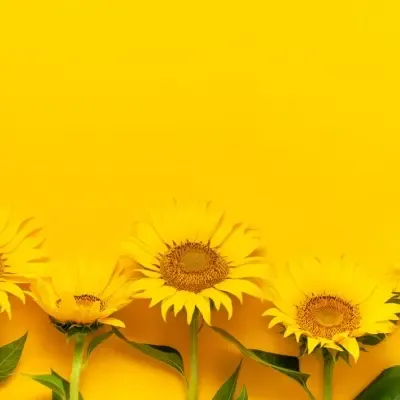 Portfolio image for Avas Flowers