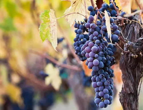 Gallery image for Carr Winery
