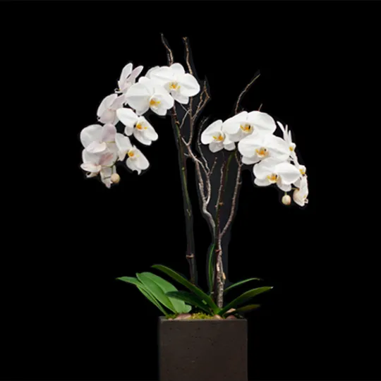 Portfolio image for Young Flowers Seattle
