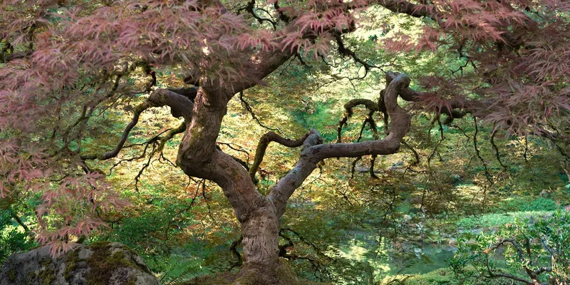 Portland Japanese Garden