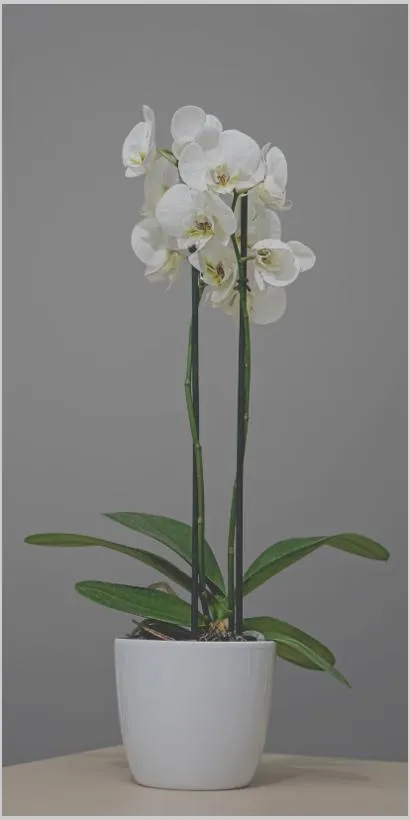 Portfolio image for Princeton Floral Design
