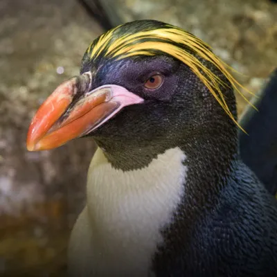 Gallery image for Central Park Zoo