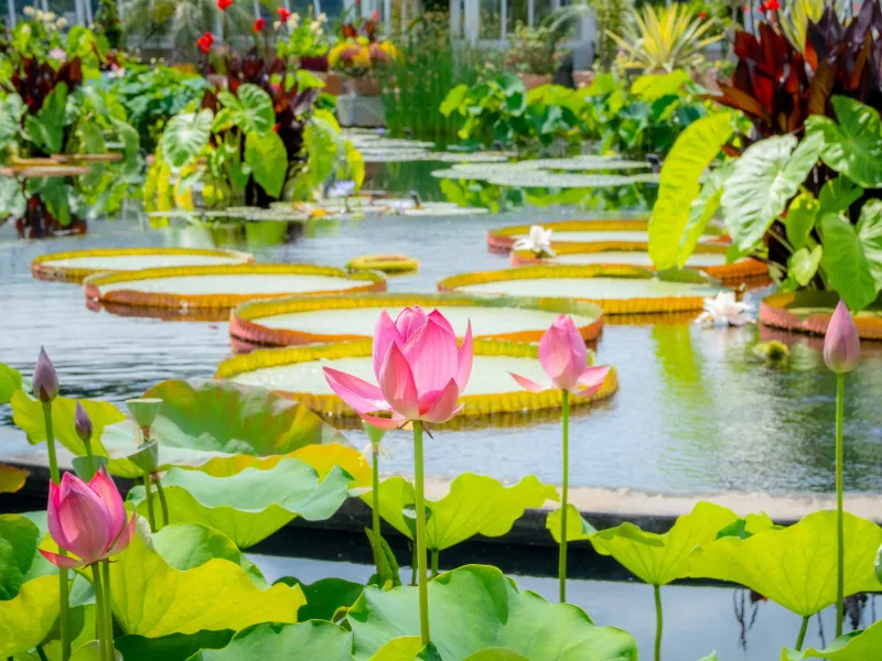 Gallery image for New York Botanical Garden