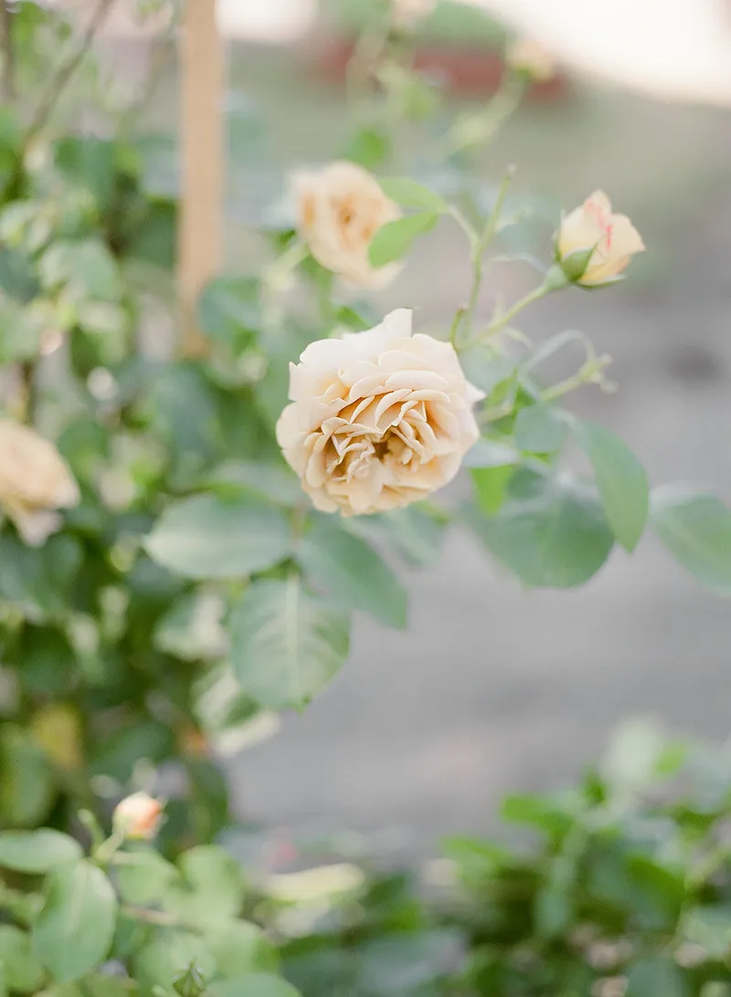 Leigh Rice Design & Flower Co.