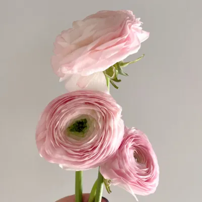 Portfolio image for Frances and Jane Floral Design