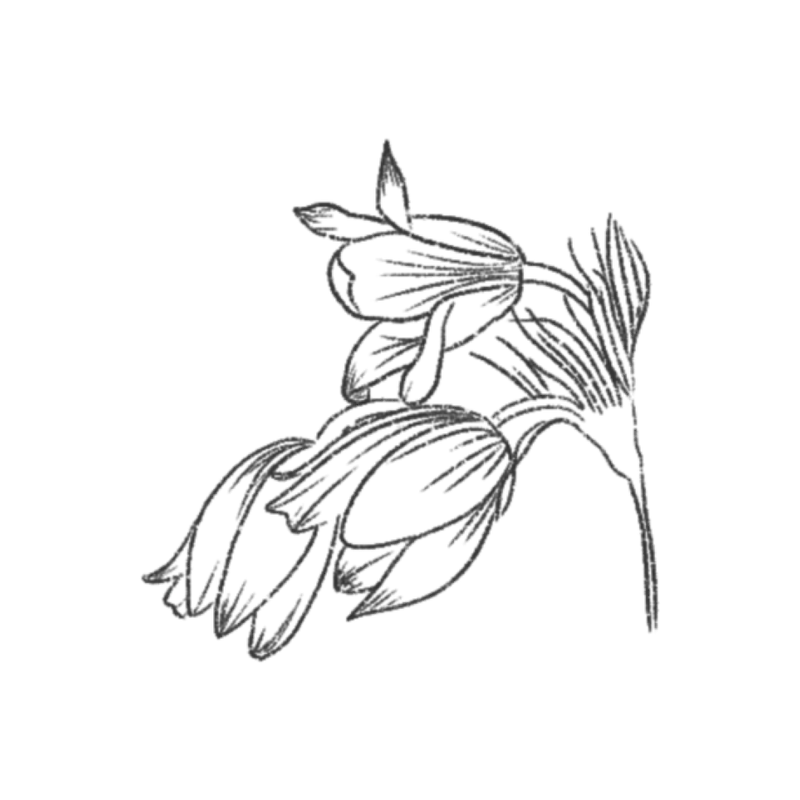 Portfolio image for Olive and Grace Floral Company