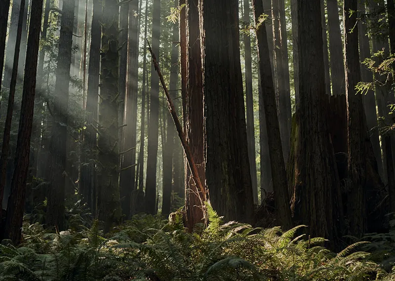 Gallery image for The Sea Ranch Lodge