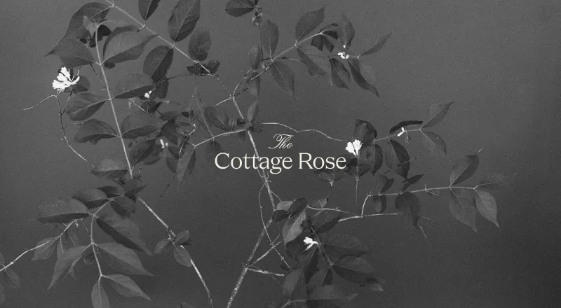 Portfolio image for The Cottage Rose